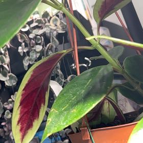 Photo of the plant species Champagne Jam Nematanthus by Krista named Delilah on Greg, the plant care app