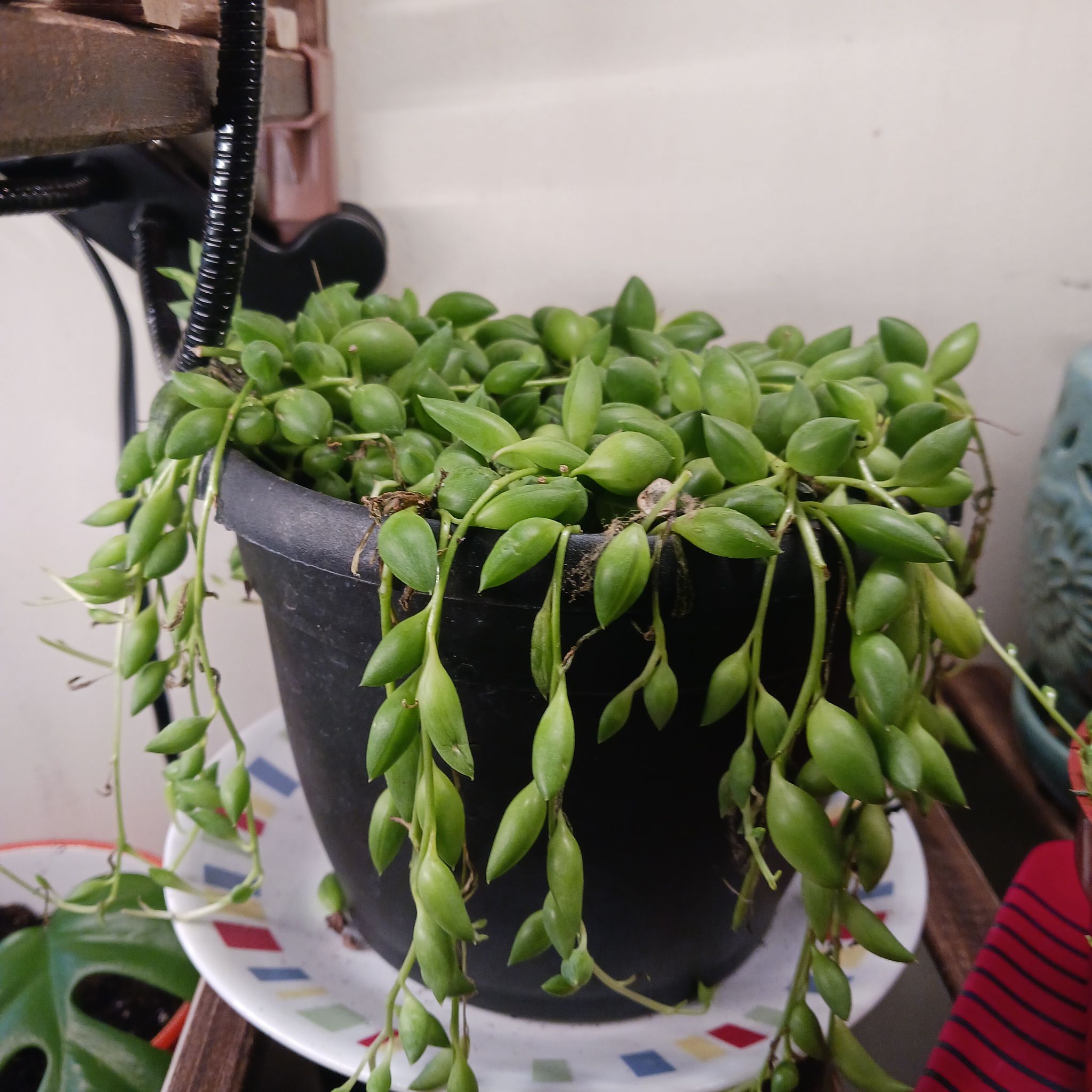 String of Raindrops plant in a black pot, appears healthy with no visible signs of disease.