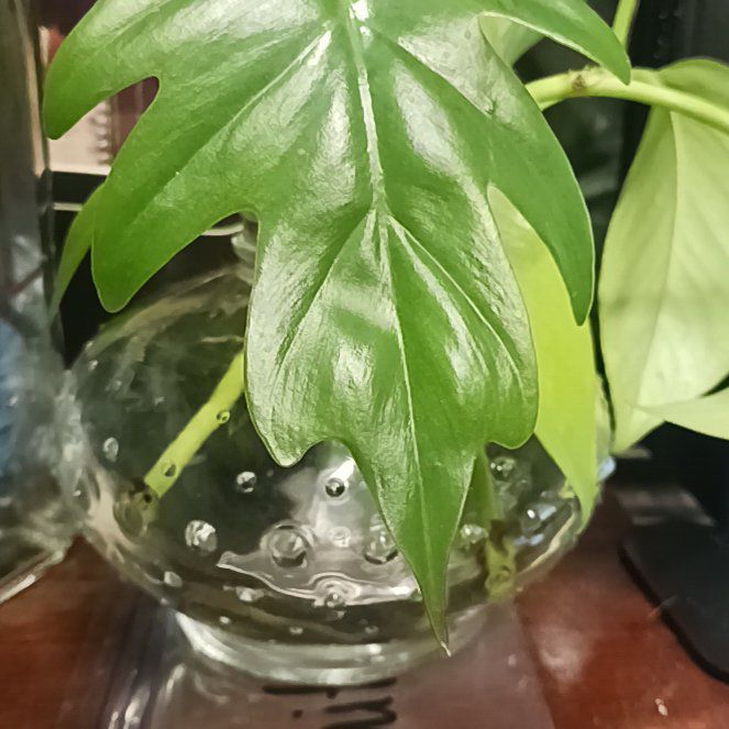 Photo of the plant species tahiti philodendron by @BeneficEspicia named McKinley on Greg, the plant care app