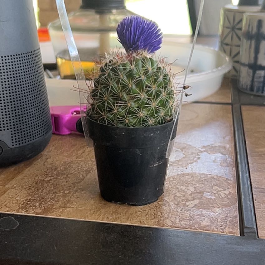 Chihuahuan Beehive cactus in a black pot with a purple flower on top, placed on a tiled surface.