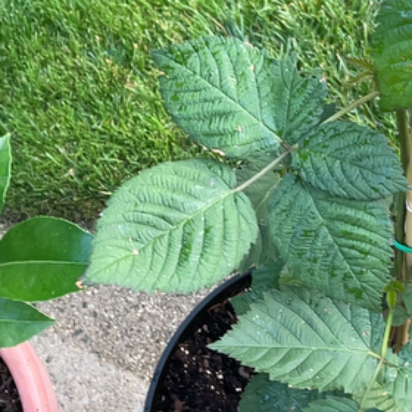 Photo of the plant species Osage Blackberry by @MindfulAnthora named Orlando Bloom on Greg, the plant care app