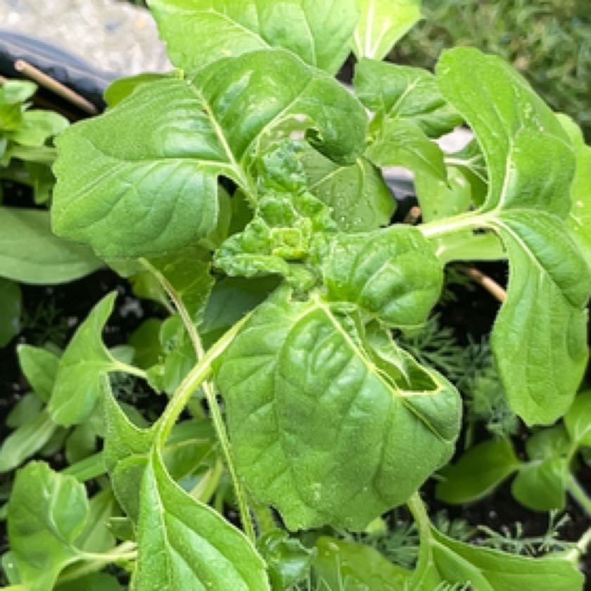 Photo of the plant species Italian White Sunflower by @MindfulAnthora named Gomez on Greg, the plant care app