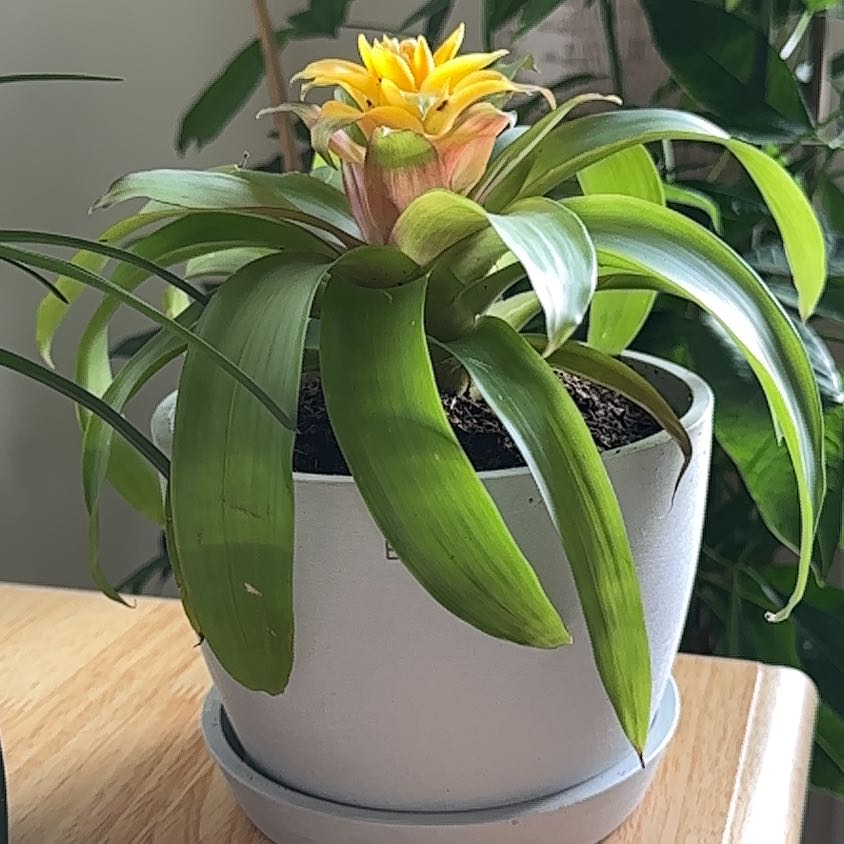 Guzmania Bromeliad in a pot with vibrant green leaves and a yellow flower.