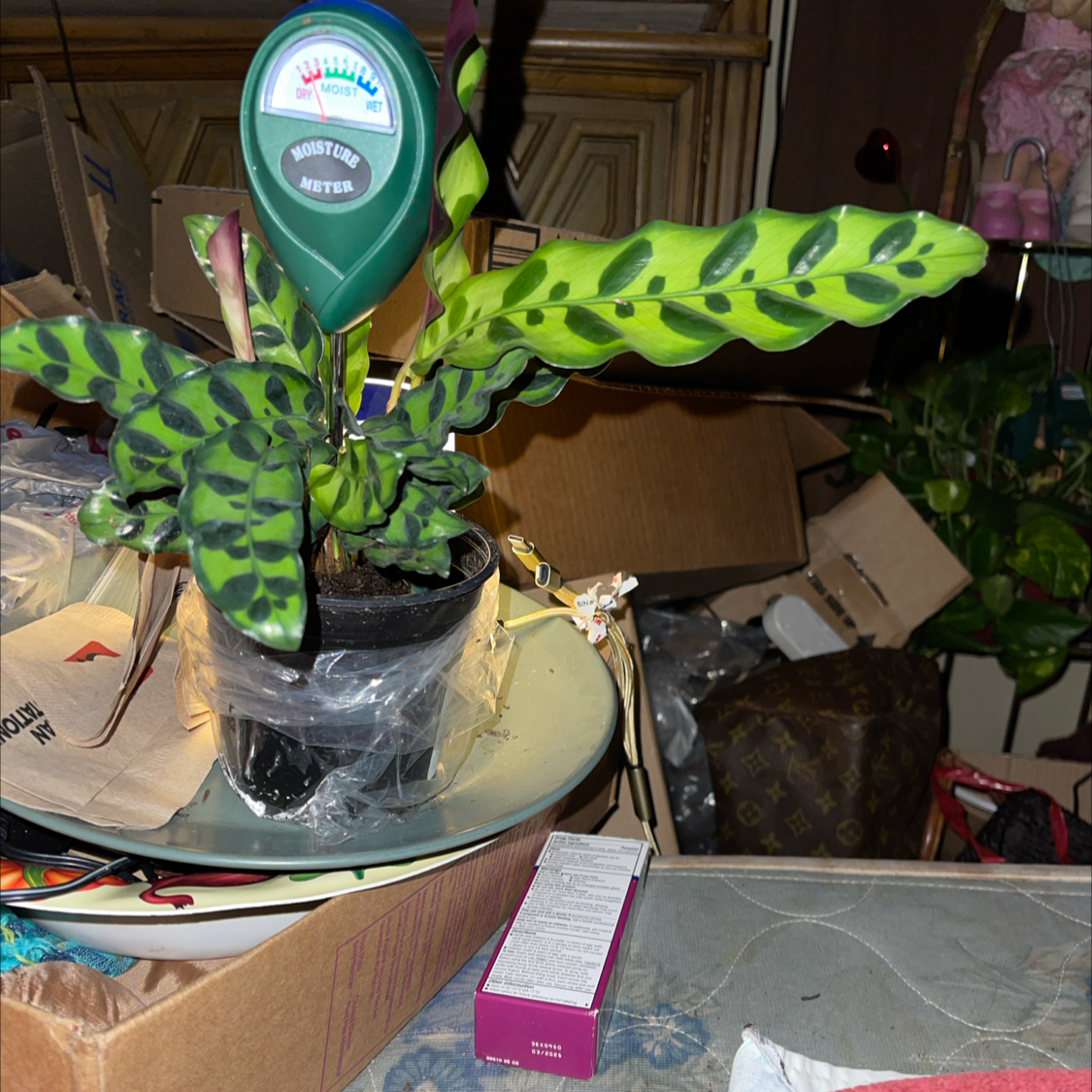 Prayer Plant in a pot with a moisture meter, vibrant green leaves with dark spots, cluttered background.