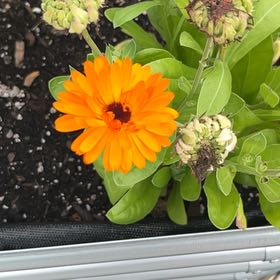 Photo of the plant species Calendula 'Oktoberfest' by @HolyCarrottop named Shakira on Greg, the plant care app