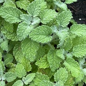 Photo of the plant species Horehound by @HolyCarrottop named Einstein on Greg, the plant care app