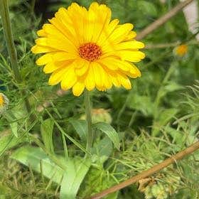 Photo of the plant species Calendula 'Oktoberfest' by @HolyCarrottop named Figyonce on Greg, the plant care app