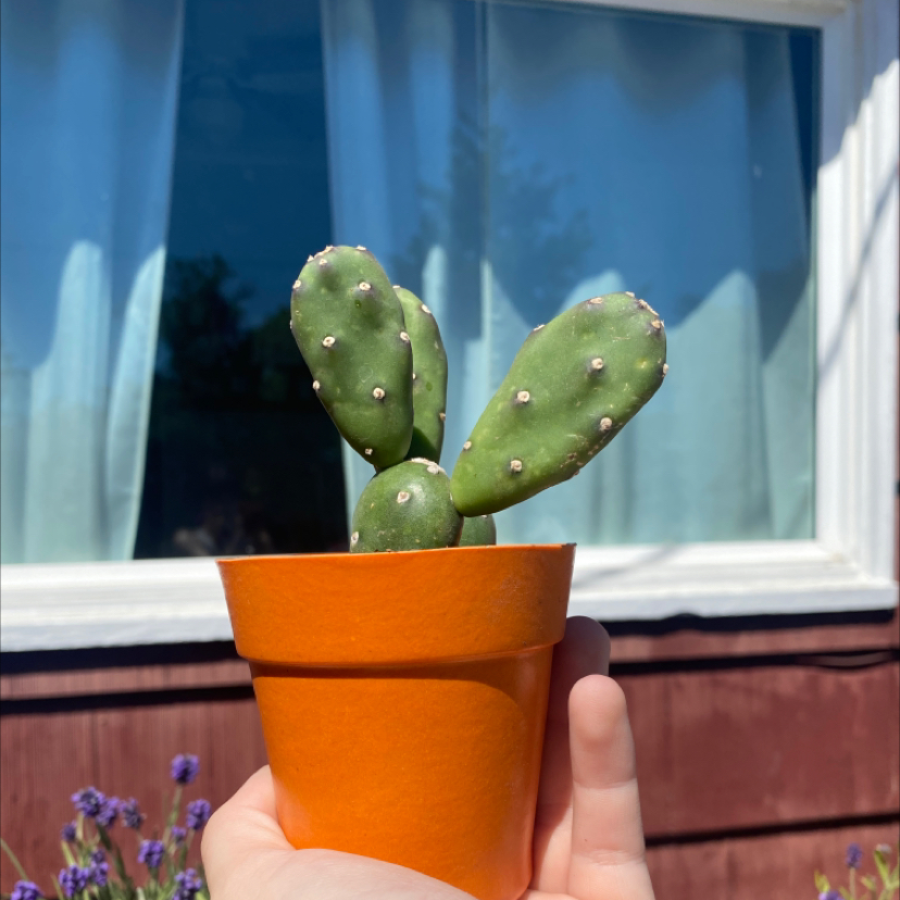 Elvis