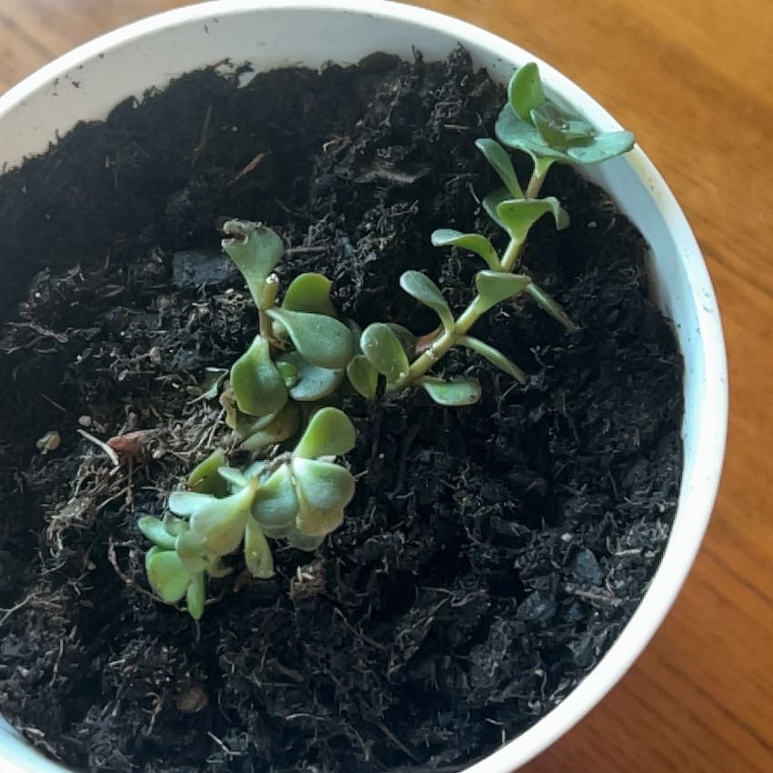 Potted Japanese stonecrop plant with green succulent leaves in well-drained soil.