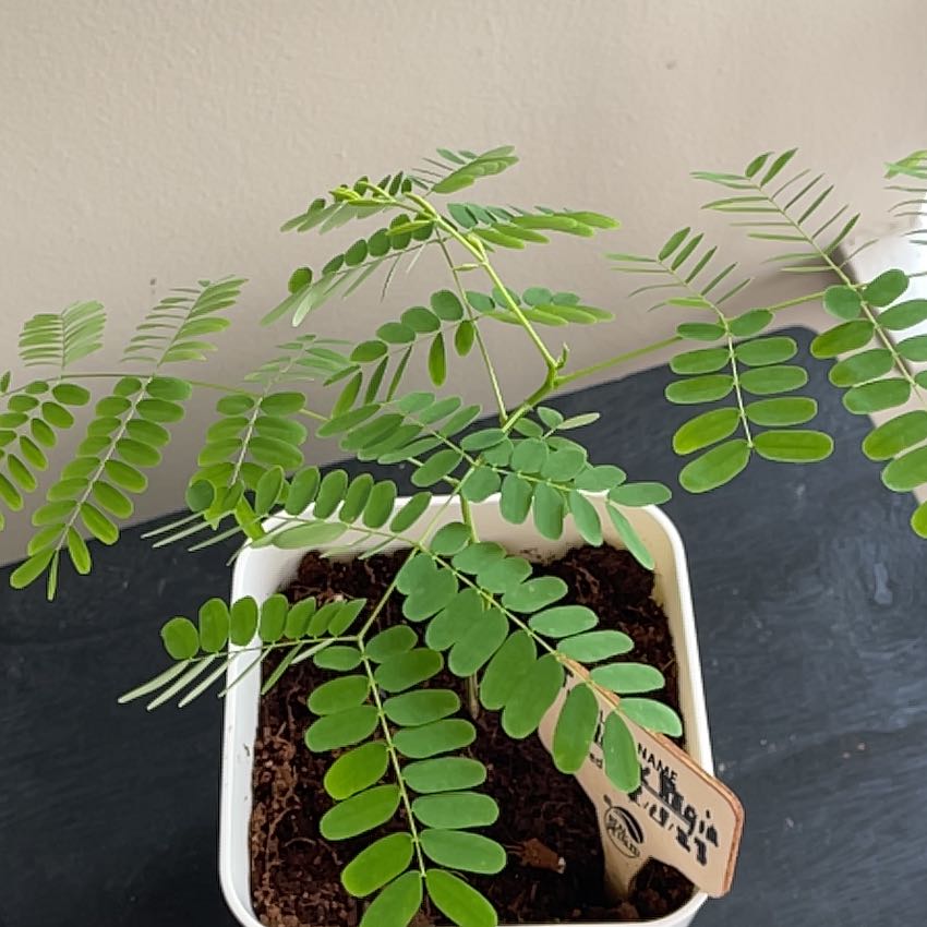 Young Flamboyant Tree in a white pot with visible soil and vibrant green compound leaves.