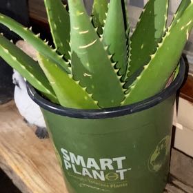 Photo of the plant species Aloe 'Giganotosaurus' by @SmartSilkvine named LiloStitch on Greg, the plant care app