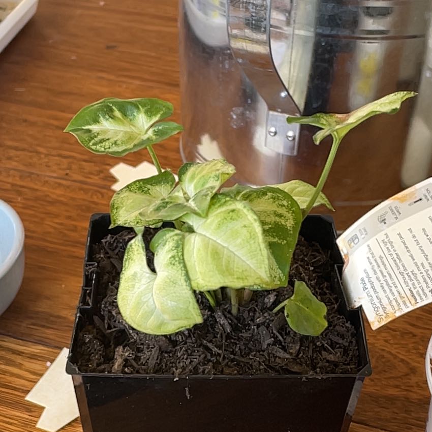 Photo of the plant species sygonium pixie by @FullWoodruff named Aristotle on Greg, the plant care app