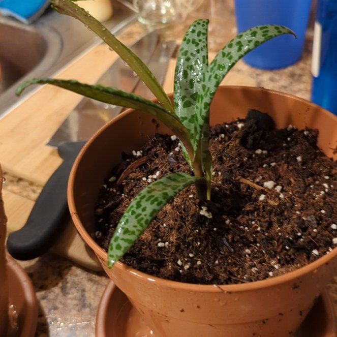 Photo of the plant species Zebra Silver Squill by @CuteGladiolus named Mando on Greg, the plant care app