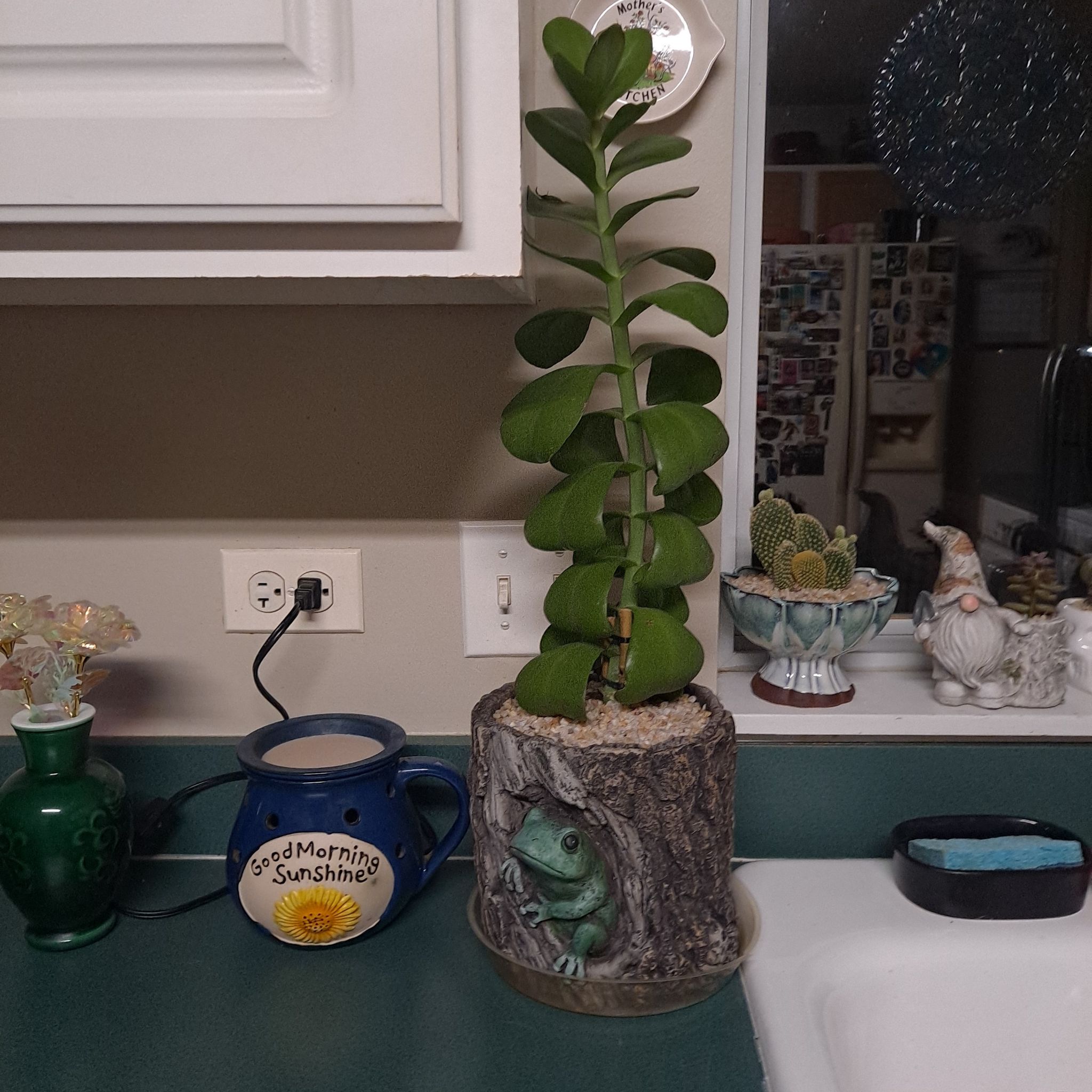 Curly Jade Succulent in a decorative pot on a kitchen counter, appearing healthy.