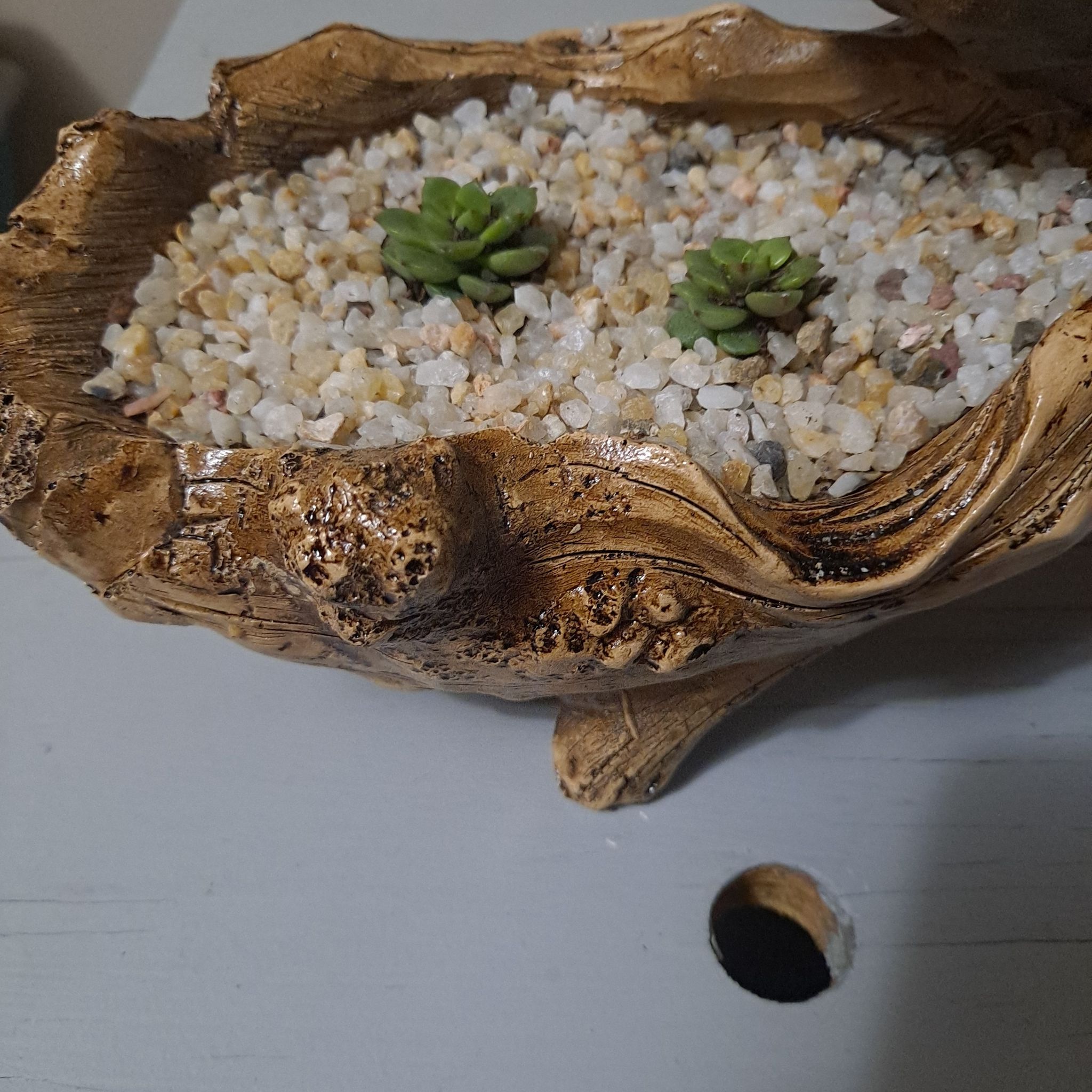 Two small Echeveria colorata plants in a decorative pot filled with gravel.