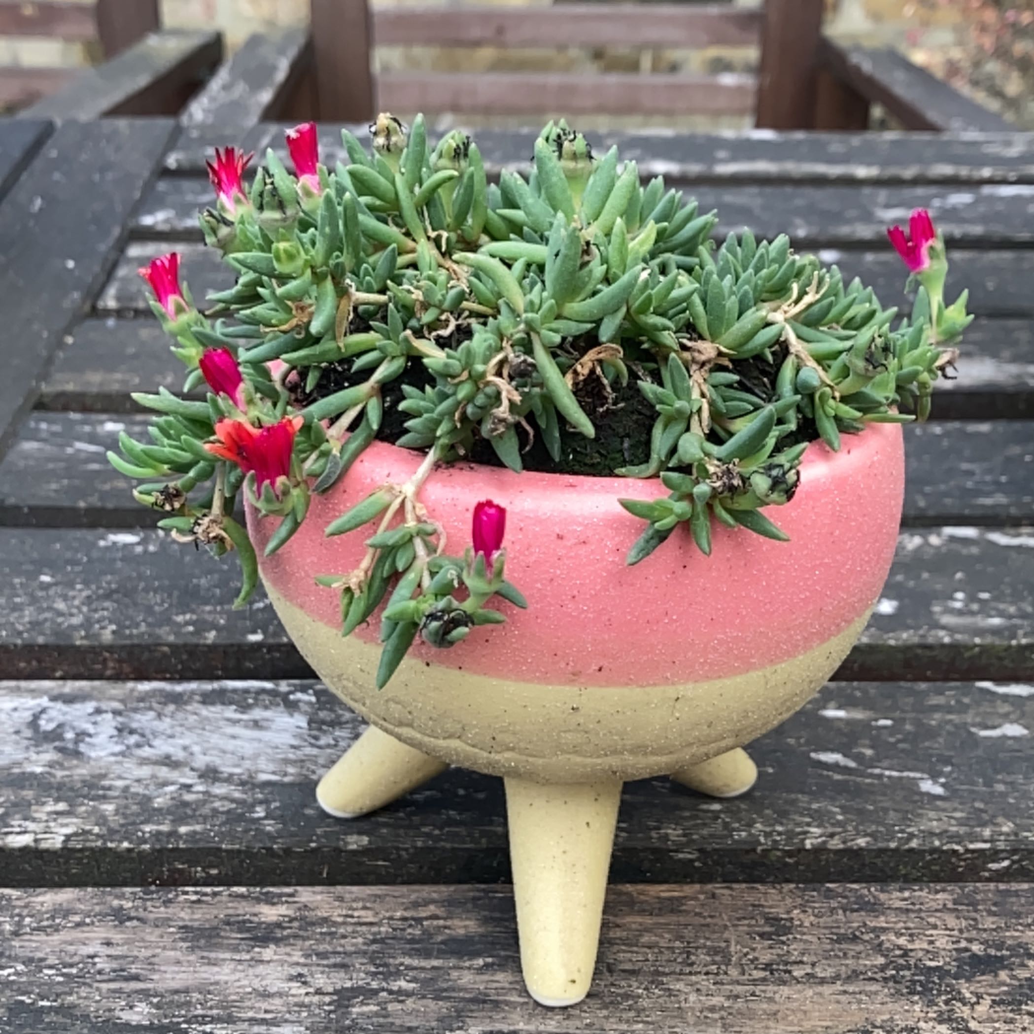 Potted Iceplant with succulent leaves and small red flowers on a wooden surface.
