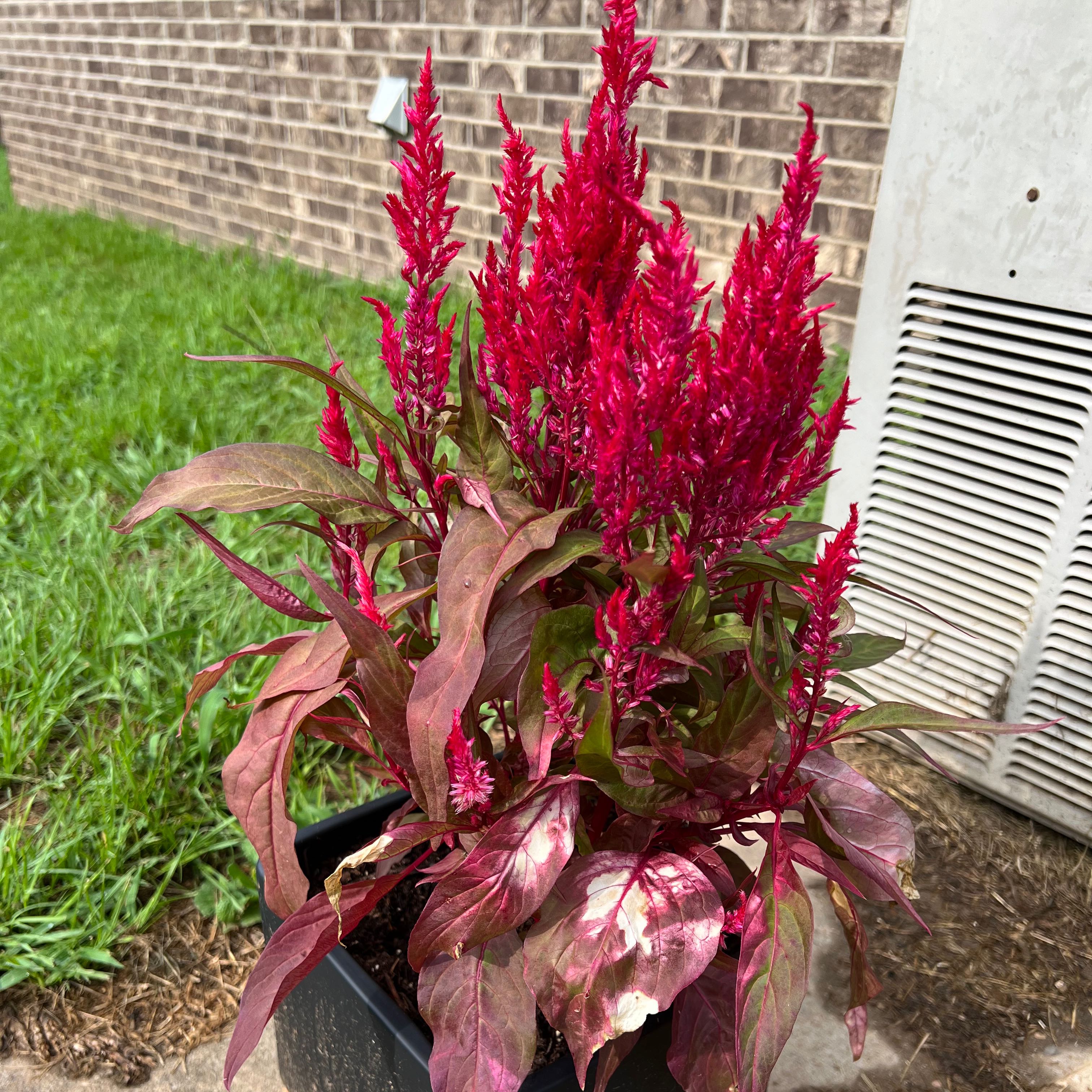 🐉 Why Are My Dragon's Breath Celosia Leaves Turning Yellow?