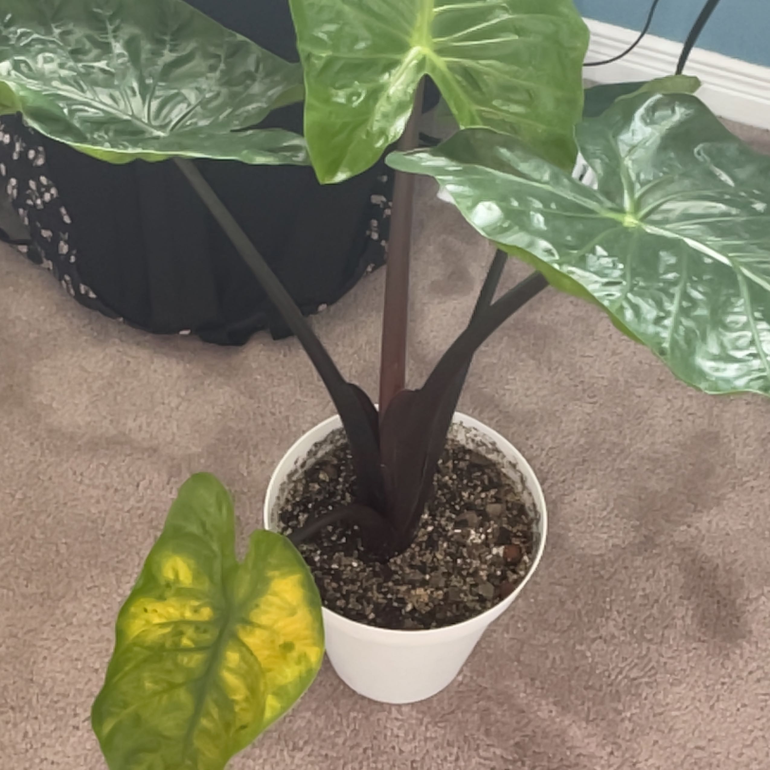 Photo of the plant species Black Stem Elephant Ear by @HeroGrasspea named Sonora on Greg, the plant care app