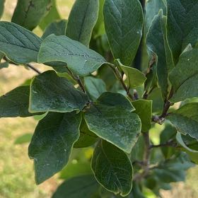 Photo of the plant species Chinese magnolia by @ProLuckycoin named Willow on Greg, the plant care app