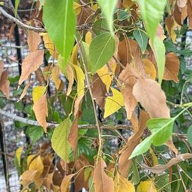 Photo of the plant species Kurrajong by @SizableWharangi named Bella on Greg, the plant care app