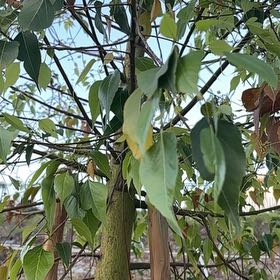 Photo of the plant species Kurrajong by @SizableWharangi named Xena on Greg, the plant care app