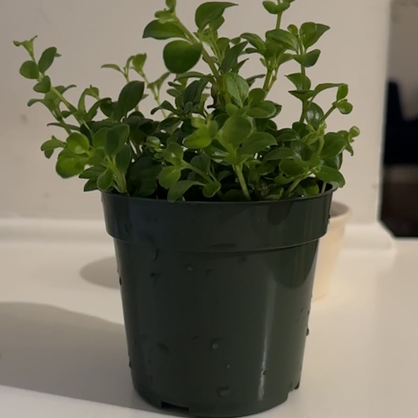 Photo of the plant species Peperomia Jitterbug by @AwkwardApe named Sproutacus on Greg, the plant care app