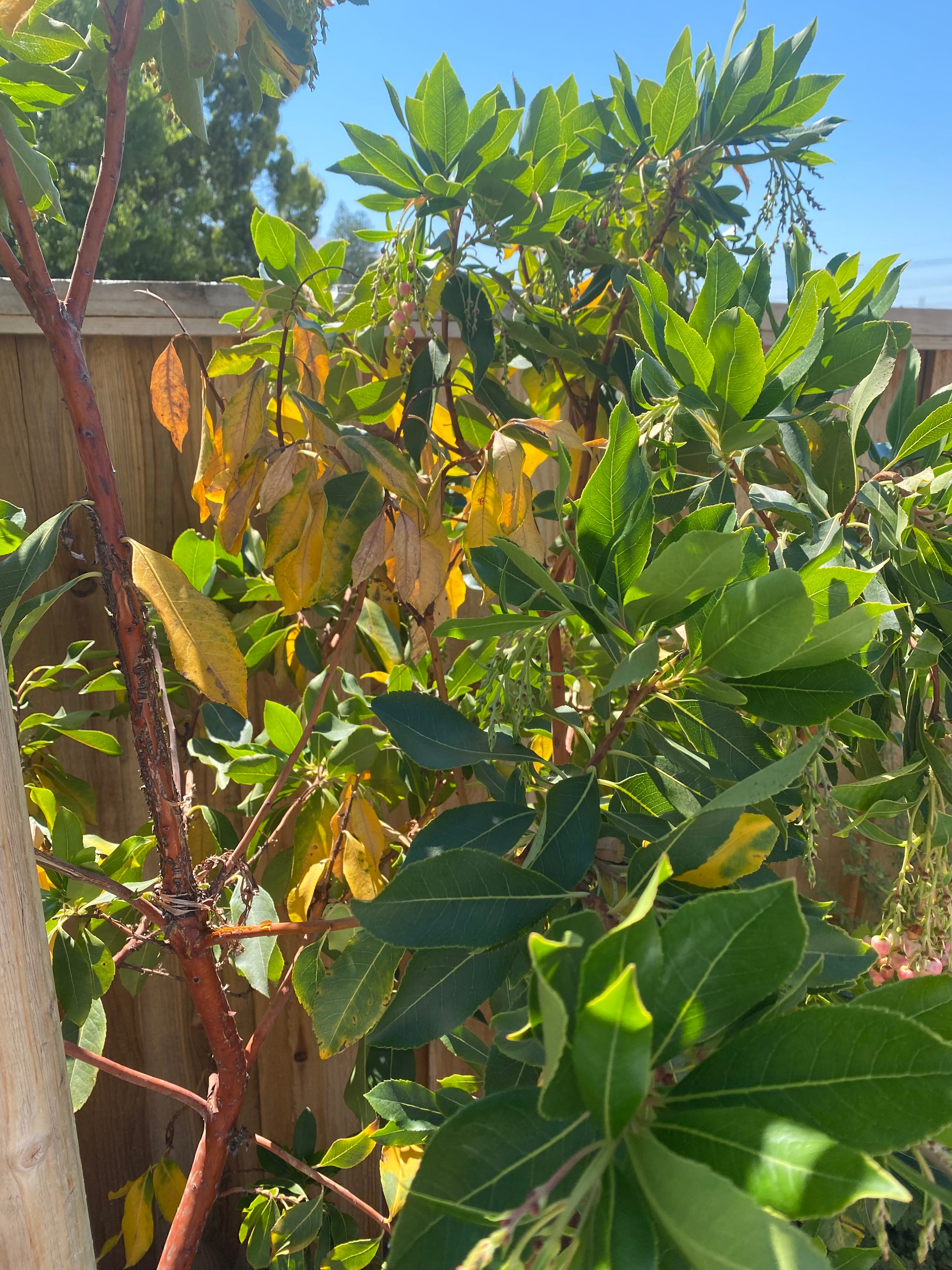 How to Cure Brown Spots on Your Compact Strawberry Tree 🍓