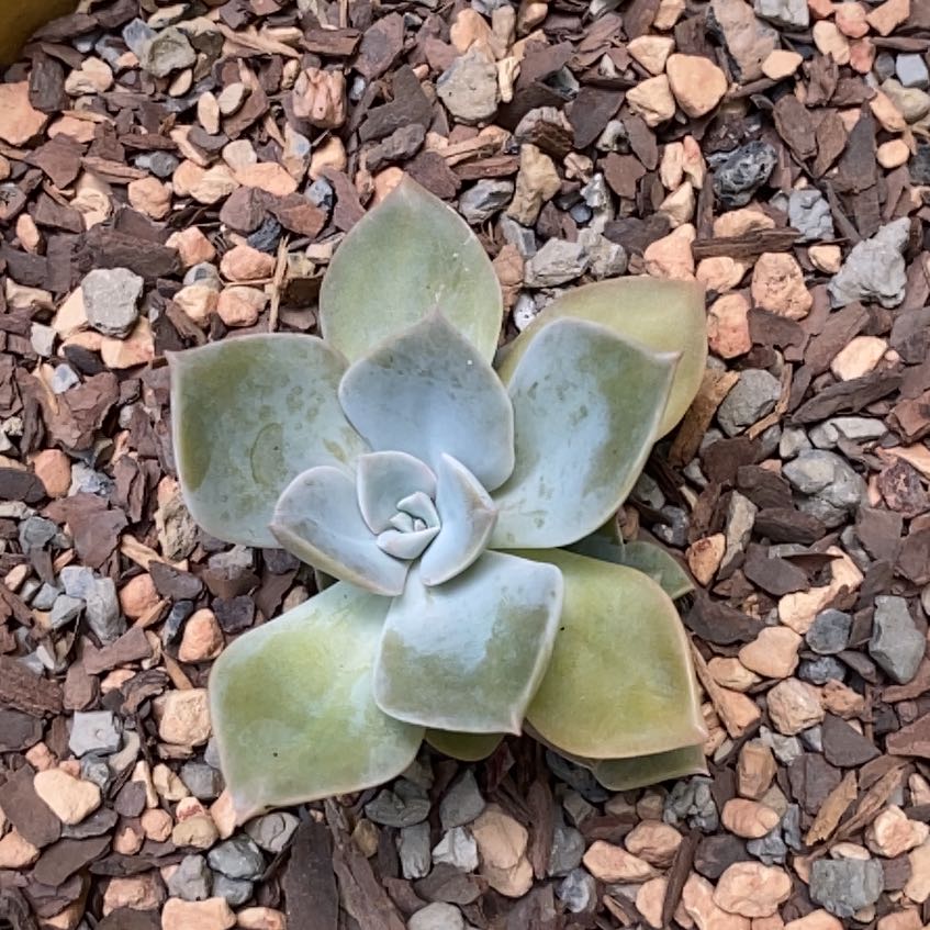 Photo of the plant species Echeveria 'Sanyatwe' by @PrimeOleander named Messi on Greg, the plant care app