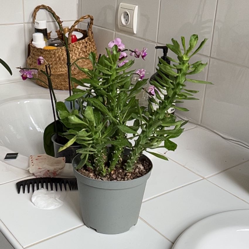 Photo of the plant species sausage spurge by @AcceptingCanna named Denali on Greg, the plant care app