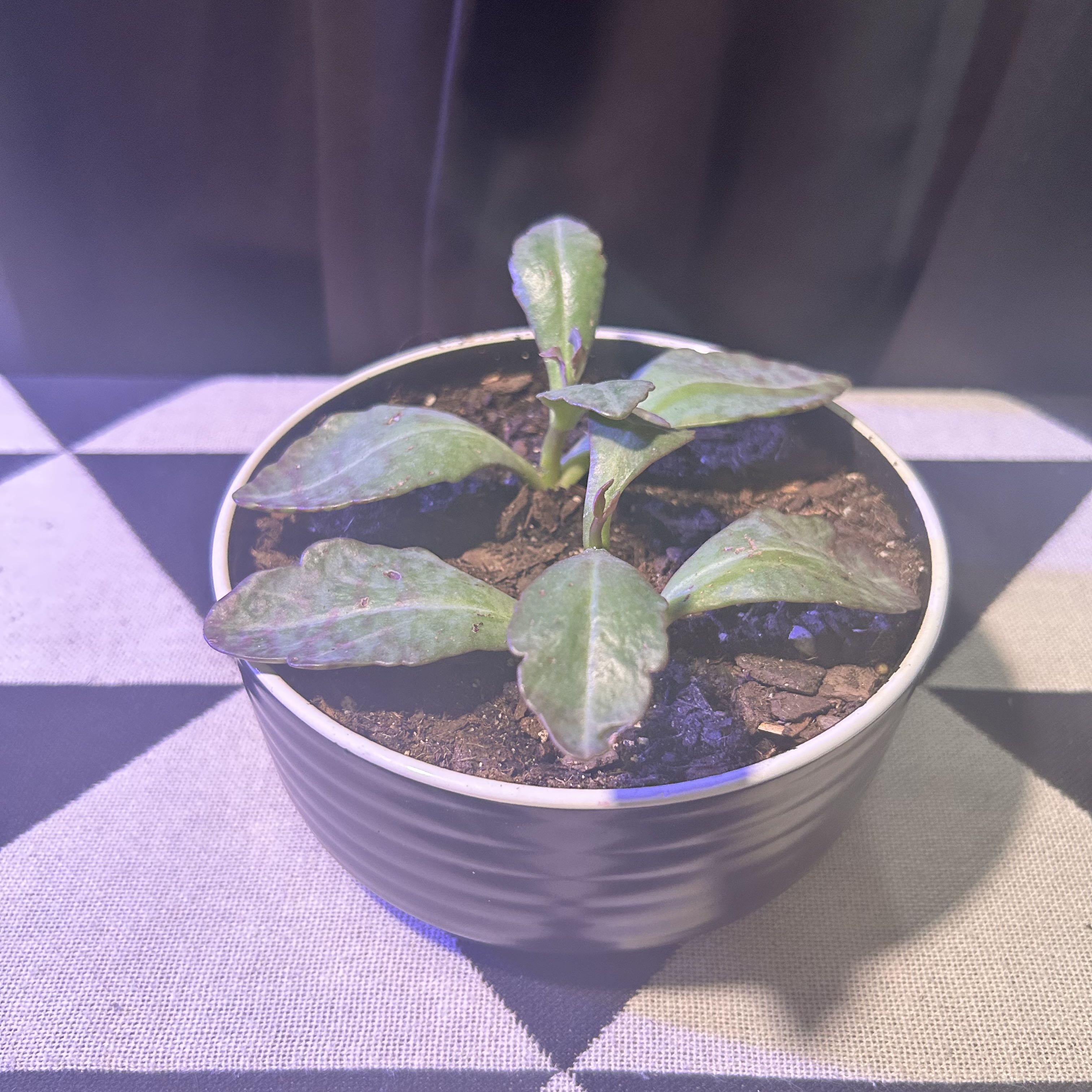 Kalanchoe humilis plant in a pot with visible soil, well-framed and in focus.
