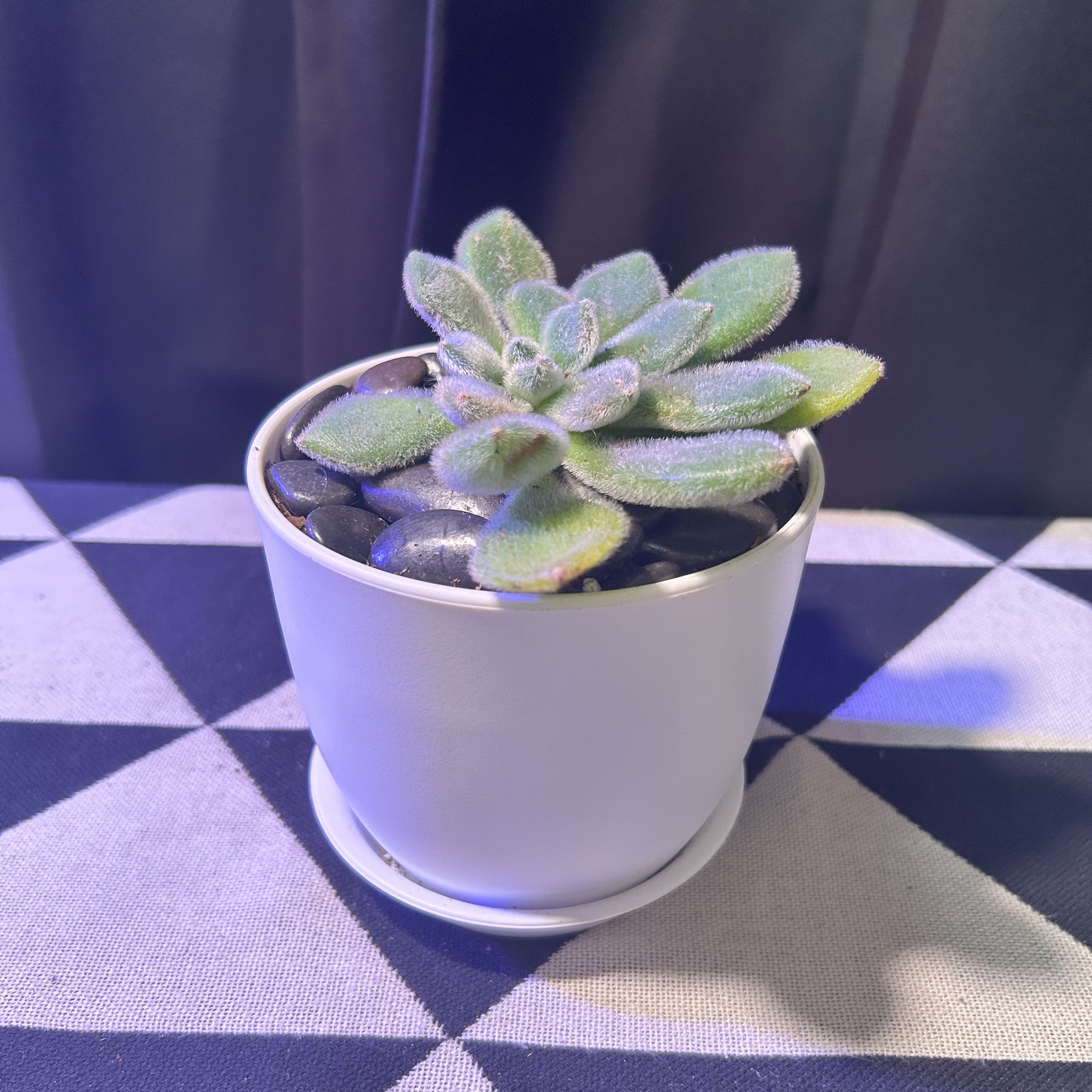 Woolly Rose plant in a white pot, healthy with green fuzzy leaves.