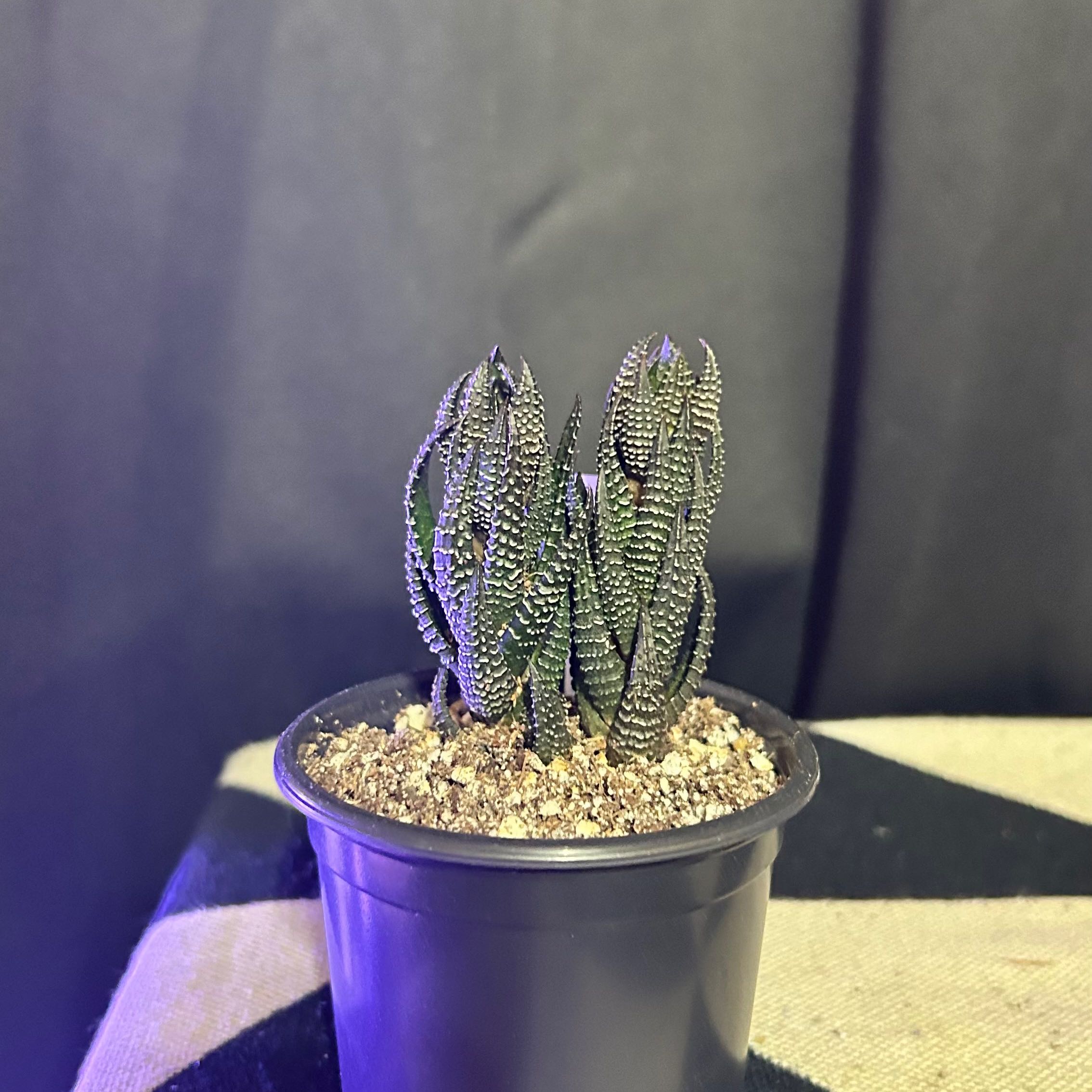 Haworthiopsis coarctata plant in a black pot with visible soil, well-framed and in focus.