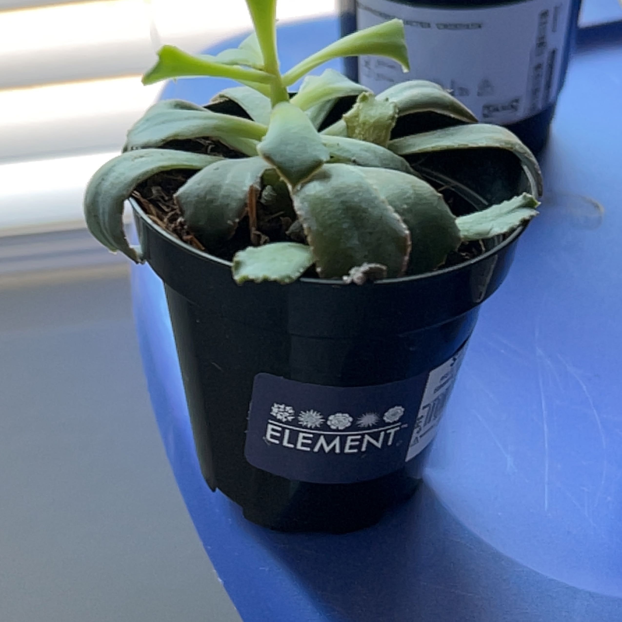 Potted Echeveria 'Neon Breakers' succulent with slightly wilted leaves and browning tips.