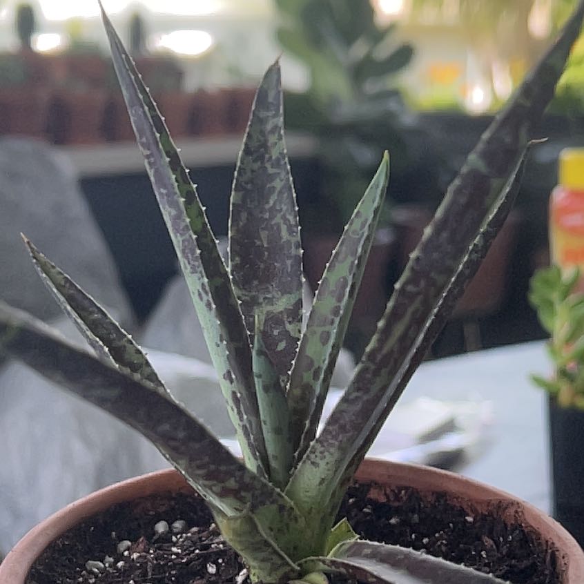 Photo of the plant species Mangave Spotty Dotty by @HumbleComet named Michelle Branch on Greg, the plant care app
