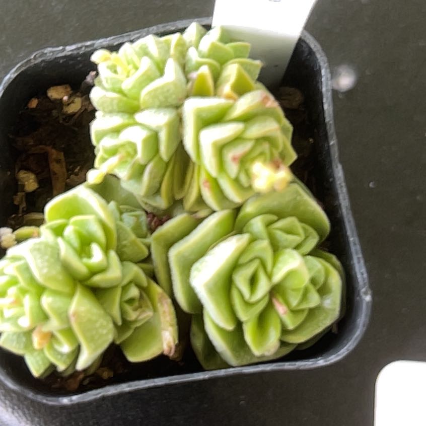 Photo of the plant species Crassula 'Dorothy' by @HumbleComet named Mollie on Greg, the plant care app