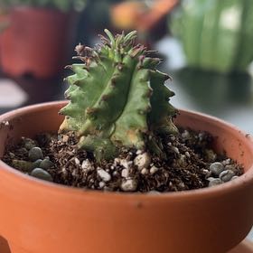 Photo of the plant species Twisted Euphorbia by @HumbleComet named Curie on Greg, the plant care app