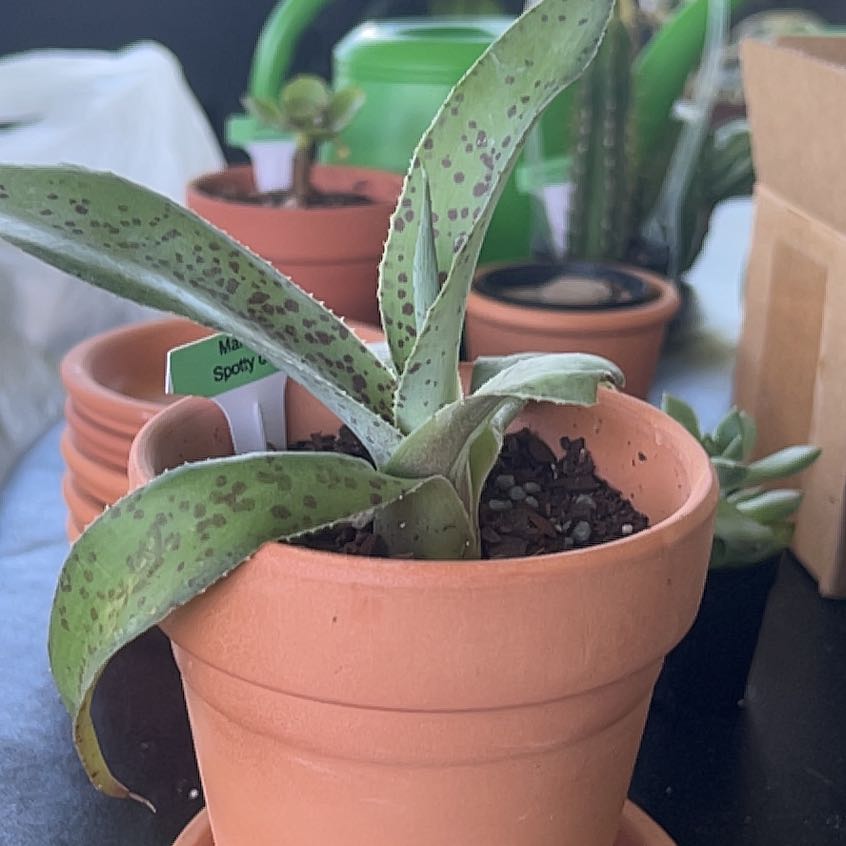 Photo of the plant species Mangave Spotty Dotty by @HumbleComet named Sol on Greg, the plant care app