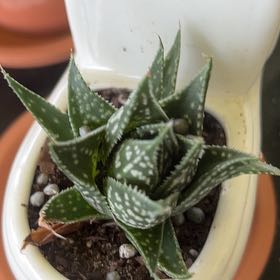 Photo of the plant species Gasteraloe 'Zimflora' by @HumbleComet named Beyonce on Greg, the plant care app