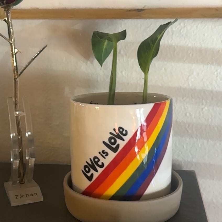 Dieffenbachia 'Compacta' plant in a colorful pot with 'Love is Love' text.