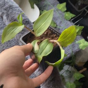 Photo of the plant species Tradescantia 'Melnikoff' by @SwellDaisybush named Scarlett on Greg, the plant care app