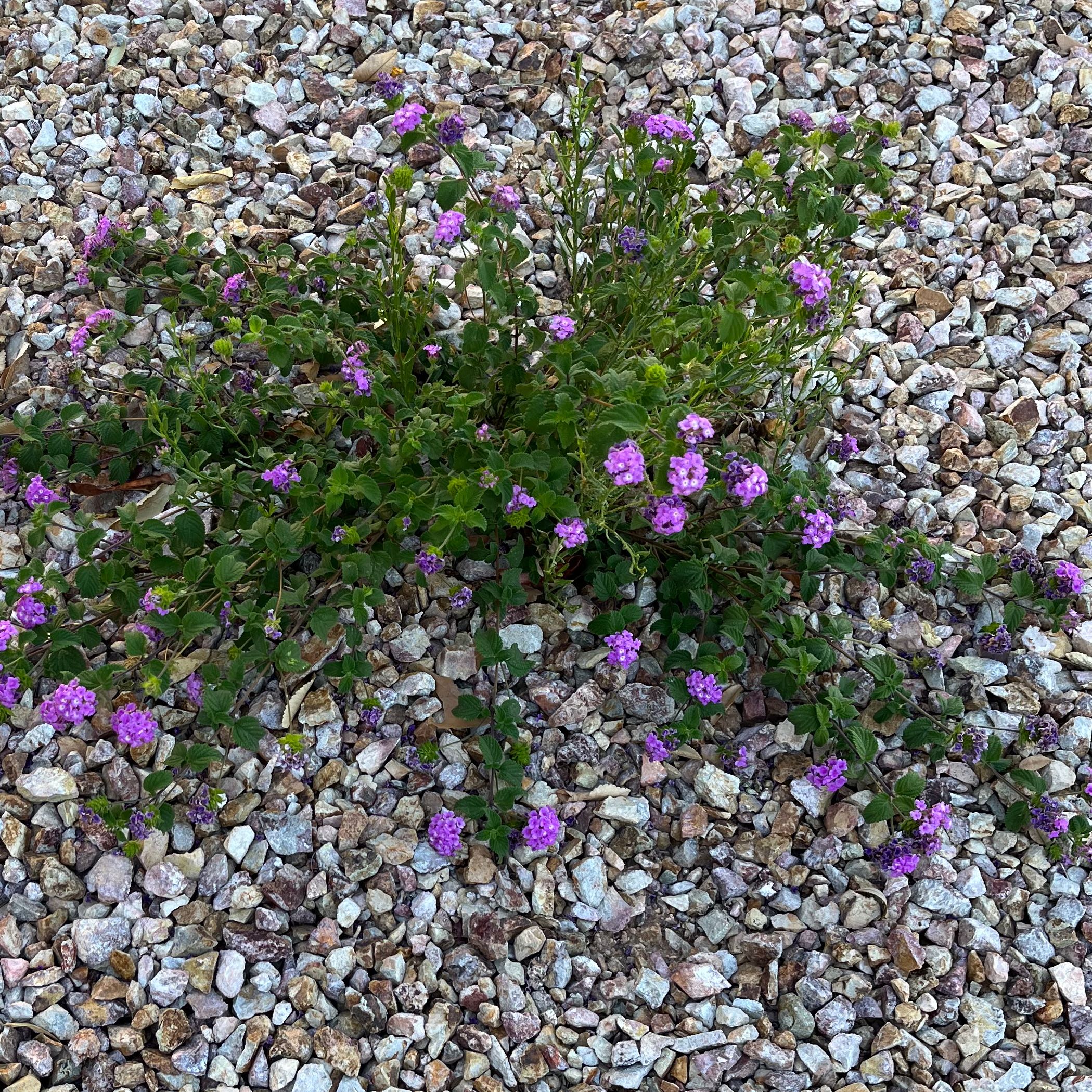 Why Are There Brown Spots on My Trailing Lantana Leaves?