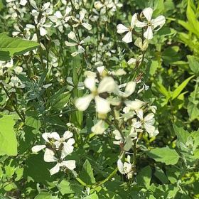 Photo of the plant species Garden Rocket by @MajorClusia named Foxxy on Greg, the plant care app