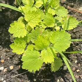Photo of the plant species Lemon Balm by @MajorClusia named Kardashian on Greg, the plant care app