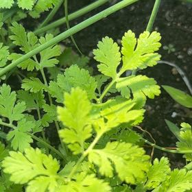 Photo of the plant species Feverfew by @MajorClusia named Harmony on Greg, the plant care app