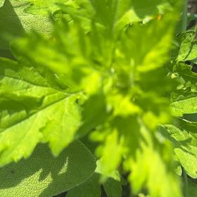 Photo of the plant species Norwegian Cinquefoil by @MajorClusia named Xena on Greg, the plant care app