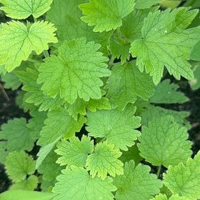 Photo of the plant species Lion's Ear by @MajorClusia named Terra on Greg, the plant care app