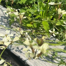 Photo of the plant species Garden Rocket by @MajorClusia named Lebron on Greg, the plant care app
