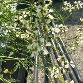 Photo of the plant species Garden Rocket by @MajorClusia named Aria on Greg, the plant care app
