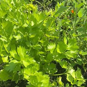 Photo of the plant species Leaf Celery by @MajorClusia named Marilyn on Greg, the plant care app