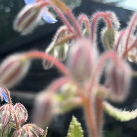 Photo of the plant species Borage by @MajorClusia named Walt on Greg, the plant care app